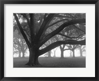 Oak Grove in Fog (black & white) Fine Art Print