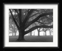 Oak Grove in Fog (black & white) Fine Art Print