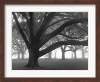 Oak Grove in Fog (black & white) Fine Art Print