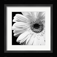 Sunburst I Fine Art Print