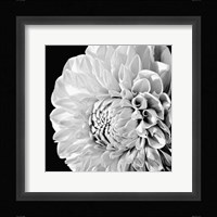 Sunburst II Fine Art Print