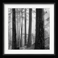 Photography Fine Art Print
