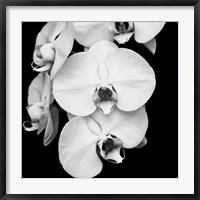 Orchid Portrait I Fine Art Print