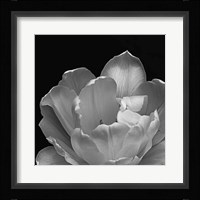 Summer's Comfort Fine Art Print