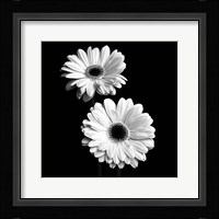 Gerbera Portrait I Fine Art Print