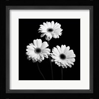 Gerbera Portrait II Fine Art Print