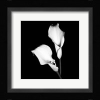 Calla Portrait I Fine Art Print
