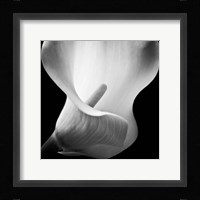 Softness I Fine Art Print