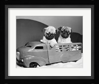 Pug Puppies Sitting In Back Of Toy Truck Fine Art Print