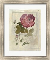 Centifolia Rose Crop Fine Art Print