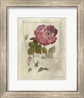 Centifolia Rose Crop Fine Art Print