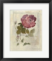 Centifolia Rose Crop Fine Art Print