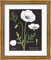 White Poppy Chart Fine Art Print
