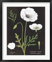 White Poppy Chart Fine Art Print