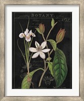 Vintage White Flora III Fine Art Print