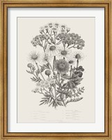 Flowering Plants V Neutral Fine Art Print