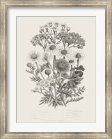 Flowering Plants V Neutral Fine Art Print