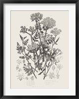 Flowering Plants IV Neutral Fine Art Print