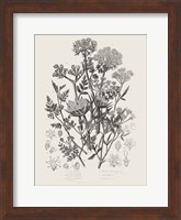 Flowering Plants IV Neutral Fine Art Print