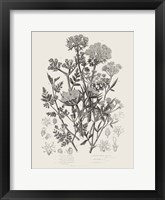 Flowering Plants IV Neutral Framed Print