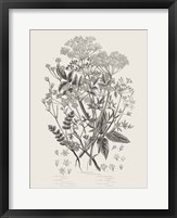 Flowering Plants I Neutral Fine Art Print