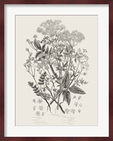 Flowering Plants I Neutral Fine Art Print