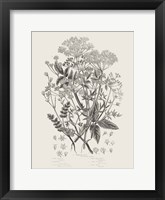 Flowering Plants I Neutral Framed Print