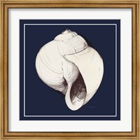 Coastal Shell I with Border Navy Fine Art Print