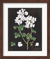 White Sweet Pea Chart Fine Art Print