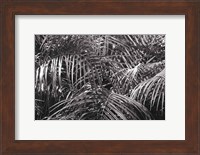 Tropical Fronds BW Fine Art Print