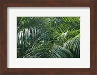 Tropical Fronds Fine Art Print
