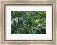 Tropical Fronds Fine Art Print
