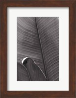 Palm Detail III BW Fine Art Print