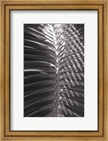 Palm Detail I BW Fine Art Print