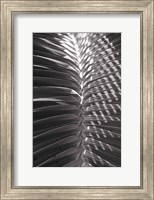 Palm Detail I BW Fine Art Print