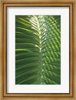 Palm Detail I Fine Art Print