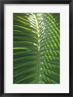 Palm Detail I Fine Art Print