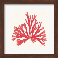 Pacific Sea Mosses IV Red Fine Art Print