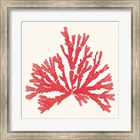 Pacific Sea Mosses IV Red Fine Art Print
