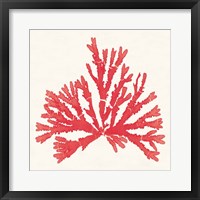 Pacific Sea Mosses IV Red Framed Print