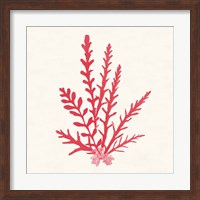 Pacific Sea Mosses III Red Fine Art Print