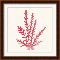 Pacific Sea Mosses III Red Fine Art Print