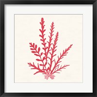 Pacific Sea Mosses III Red Framed Print