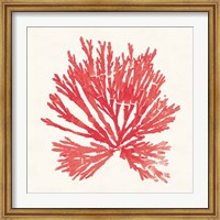 Pacific Sea Mosses II Red Fine Art Print