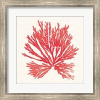 Pacific Sea Mosses II Red Fine Art Print