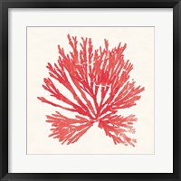 Pacific Sea Mosses II Red Framed Print