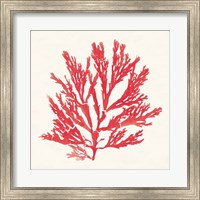 Pacific Sea Mosses I Red Fine Art Print