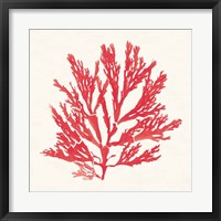 Pacific Sea Mosses I Red Fine Art Print