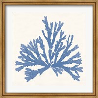 Pacific Sea Mosses IV Light Blue Fine Art Print