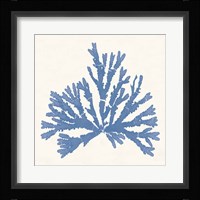 Pacific Sea Mosses IV Light Blue Framed Print